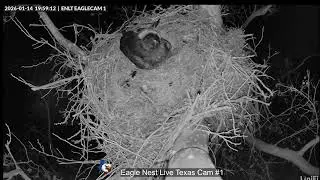 Eagle Nest Live Texas 🦅 20260114 Day