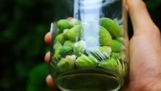Foraging & Pickling Rose of Sharon Seed Pods | Edible Hibiscus Family Perennial Garden Food