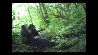 Otters on the riverbank using Bushnell Trophy Cam camera trap