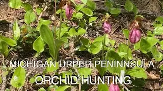 ORCHID HUNTING:  Search for native Upper Michigan Native Cyprepedium #nativeorchidsofmichigan