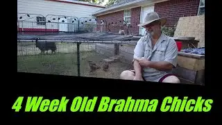 Buff Brahma Chickens  Hatching Eggs  Day 1 Chicks to 1 Month Old. From Our First Broody Hen.