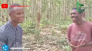 Rubber plantation farm in Ghana 🇬🇭 Africa