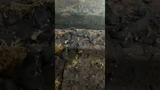 블랙테일 노비뉴트 사료먹방 | Black Tailed knobby newt feeding