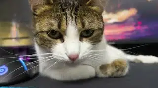 Lemon is a fake gamer cat