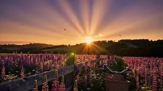 Wildflower Skies Across the Prairie 🤠 Calm Cowboy Acoustic & Rustic Road Vibes