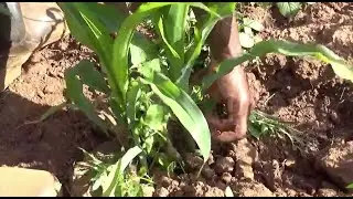 Kubagara no kongera ifumbire mu bigori - Maize weeding and fertilizer topdressing