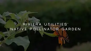 Riviera Utilities Native Pollinator Garden