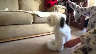 magic ruff ruff and friends !