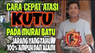 CARA MENGHILANGKAN DAN MENGATASI KUTU PADA MURAI BATU 100 % AMPUH