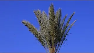 Moha La Squale - Malaga Instrumental