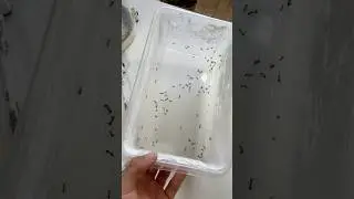 L&rsquo;outil indispensable de tous les &eacute;leveurs de fourmis !