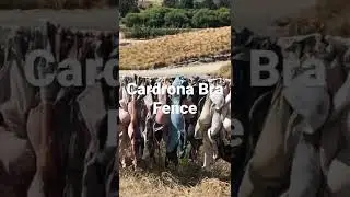 BRA Fence Cardrona New Zealand #Bradrona