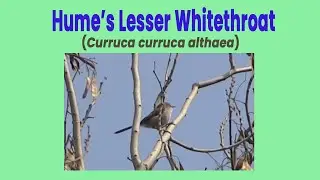 Hume&rsquo;s Lesser Whitethroat (Curruca curruca althaea) &ndash; Visual & Acoustic Evidence | Haripur, Pakistan