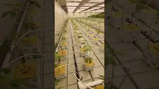 Cannabis indoor planting!