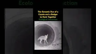 The Dynamic Duo of a coyote and a Badger to Hunt Together&hellip;🦡 #music #friends #coyote #animals