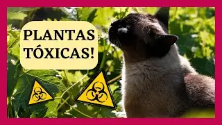 ⚠️28 Plantas Tóxicas Para Gatos! MUITO CUIDADO! 🙀
