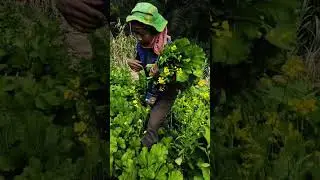 Vawin chu nul ah antam ka la a naktuk bazar chaw tur,Ka antam pawh alo tha tawh khawp mai..