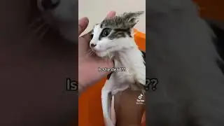 Kitten first bath