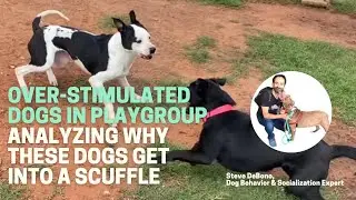 Dog Play Analysis: Shelter dogs get vertical and over-stimulated when playing