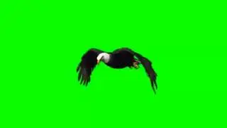 GREEN SCREEN WINGS ANGEL AND EAGLE FLIGHT