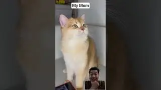Drama Kucing 