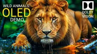 Incredible Wild Animals In Stunning HIGH CLARITY | Nature Video with Relaxing Music