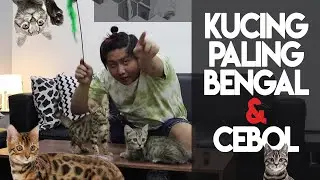 KUCING BENGAL vs KUCING GENETTA? Wajib tonton yang mau adopt!