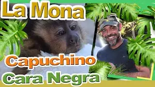 MONA CAPUCHINA de CARA NEGRA, NECESITA BIBERÓN 🐒🍼. CUIDADOS PARA UNA MONITA MUY ESPECIAL.
