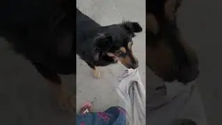 నువ్వా నేనా సై మా మమ్మీ చుడండి పాట పడుతుంది 🐶😂#ammu #funny #dogshorts #cutedog #shorts 