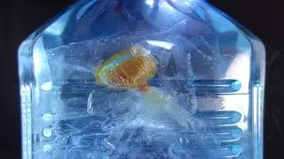 Wie man ein ewiges Feuerquallen Aquarium selber macht!