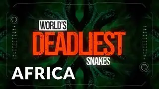 World's Deadliest Snakes I Se1 Ep02 I Snakes of Africa