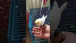 Day 30 &ndash; Watch My Baby Cockatiel Grow Up!