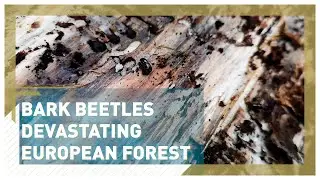 Bark beetles devastating European forest