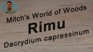 Rimu (Dacrydium cupressinum) - Mitch's World of Woods