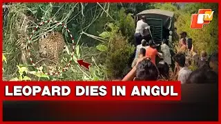 Leopard Trapped In Poacher&rsquo;s Snare In Angul Forest Dies After Rescue, Inquiry Underway | Odisha
