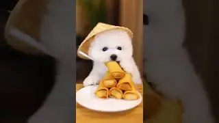 Bichons Spring Roll mukbang Enjoy the crunch and flavor #asmr #foodie #mukbang
