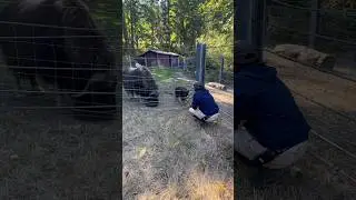 Feeding a two weeks old baby Muskox be like👌🏾🫡