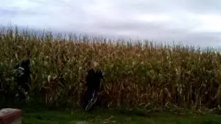 Corn Runners 2