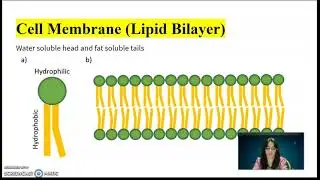 Macronutrient Video - Importance of Lipids