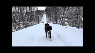 秋田犬の冬道お散歩、呼び戻しの練習もしています。　#秋田犬 #秋田犬の居る暮らし #大型犬のいる生活 #里親犬 