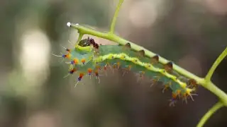 A rare, exciting find - Emperor Gum Moth caterpillars in Bayside