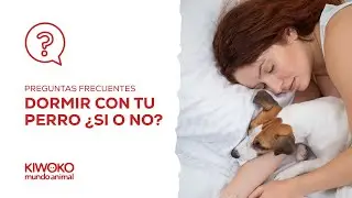 &iquest;Es bueno dejar dormir a tu perro en tu cama? 🐶🛏️ Pros, contras y consejos