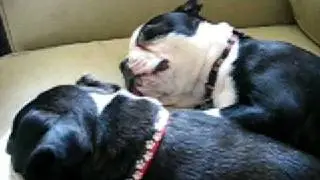 Pure Sweetness!!! Boston Terrier Sweetness!!!!