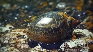 Bladder Snails: Agile Natural Cleaners in the Lush Aquatic Plants