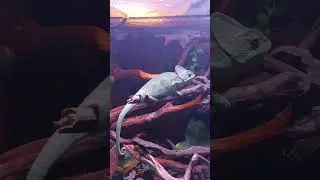 1-2🌚    #chameleon #reptiles #reptile #eating #terrarium #bioactive
