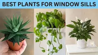 Best Plants for Window Sills | Perfect Plants For Windows