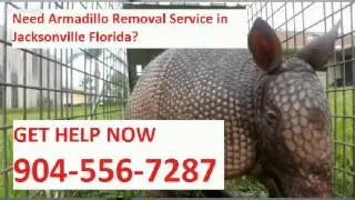 Armadillo Removal Jacksonville FL trapping company