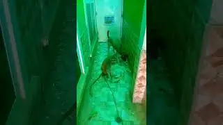 Watch a friendship between a monkey 🙈 and a dog 🐕