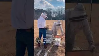 RARE WINTER BEE KEEPING #homestead #farm #beekeeping #honeybees #fyp