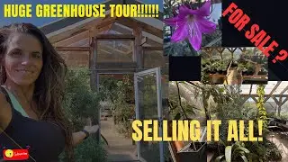 Quick Greenhouse Tour & Martagon Lily Transplanting
